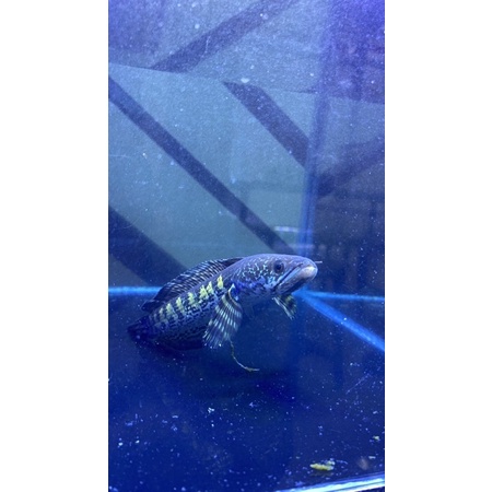 auranti simet 25-30cm