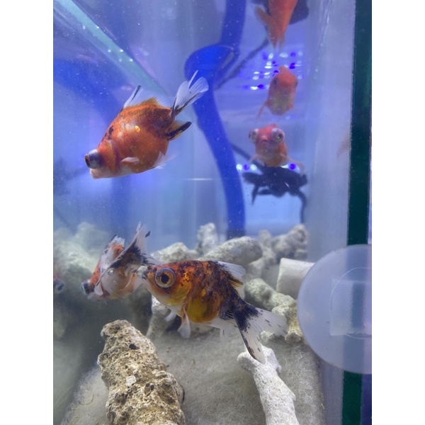 IKAN MAS KOKI MUTIARA ORANDA BULLDOG AQUASCAPE AQUARIUM AIR TAWAR