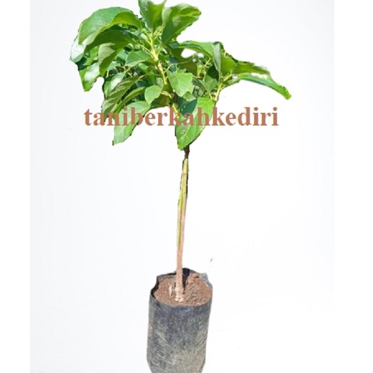 Bibit Alpukat Mentega Aligator Okulasi Super Jumbo