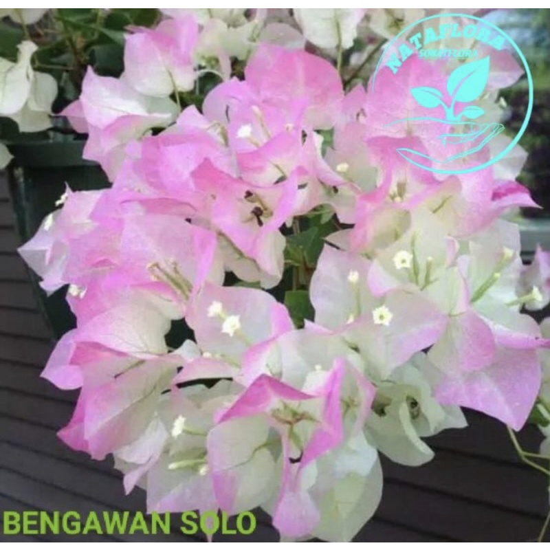 Tanaman hias bugenvil bengawan solo