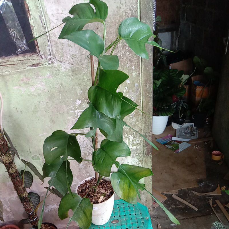 Tanaman hias skeleton key