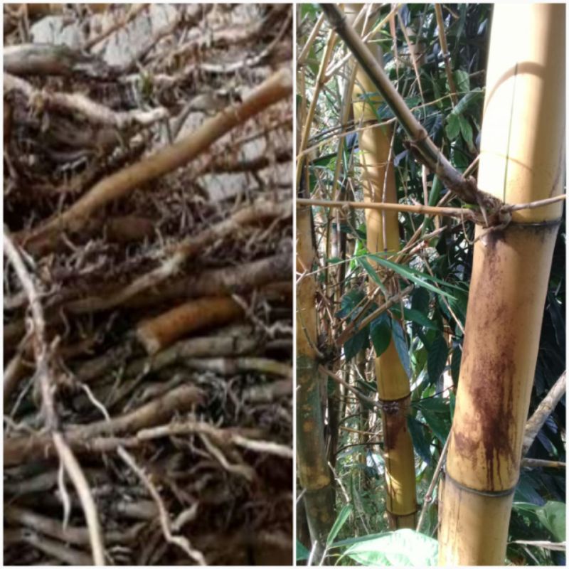 

Akar bambu kuning segar 250 gram