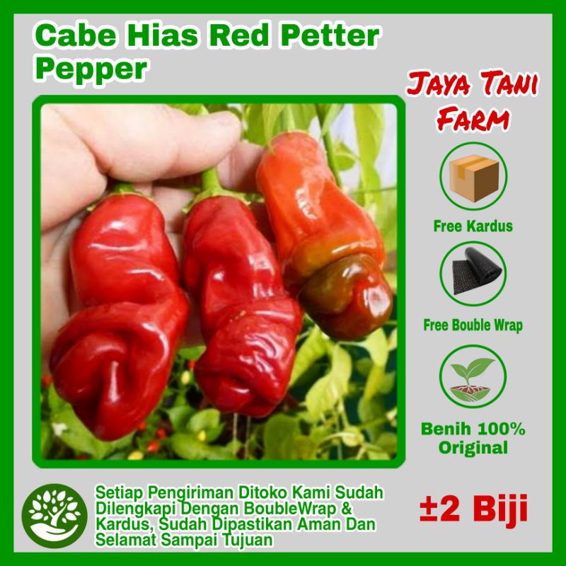2 Biji Benih Cabe Red Peter Pepper / Benih Sayuran / Bibit Sayuran / Biji Sayuran / Cabe Kelamin / C