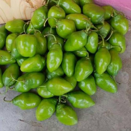 

READY ✅Cabe Gendot segar 1kg|SQ6