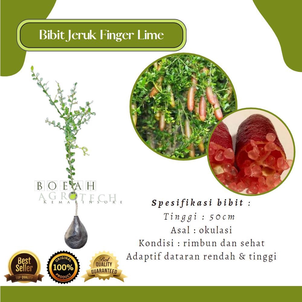 Bibit Tanaman Jeruk Red Finger Lime/Jeruk Caviar//Bibit Tanaman Jeruk Delima Unik dan Langka