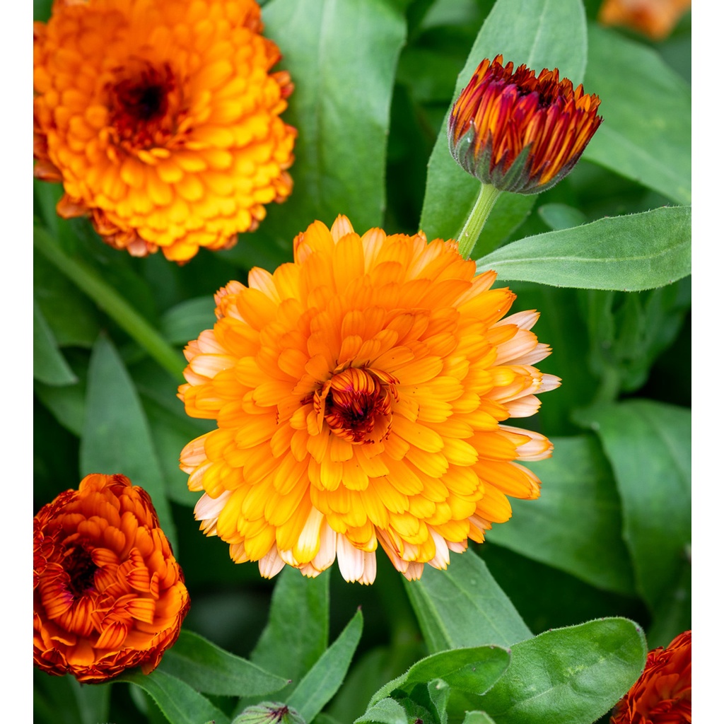 Benih Bibit Biji - Bunga Calendula Sunset Mix (Calendula officinalis) Flower Seeds - IMPORT