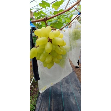 FRESH ENTRESS ANGGUR IMPORT, DIJAMIN KEVALIDTANNYA.