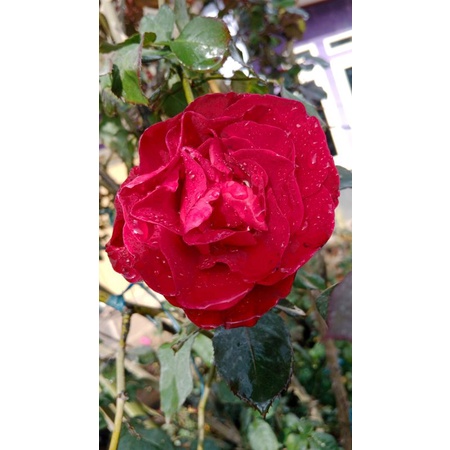 Mawar merah dong juan - mawar merah