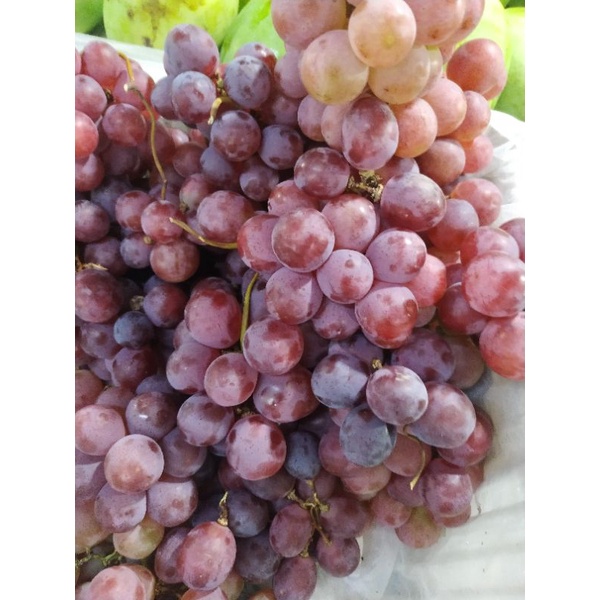 

buah anggur red globe RRC fresh