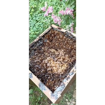 

Madu klanceng/kelulut murni 100% itama