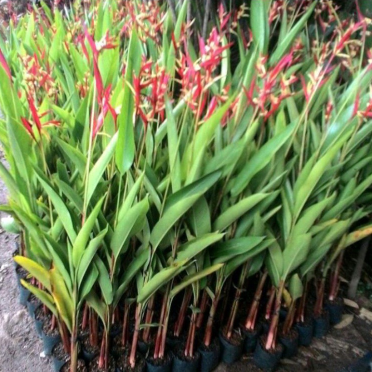 Pisang Heliconia bunga merah & Kuning batang hijau & merah/pohon pisang heliconia tanaman hias