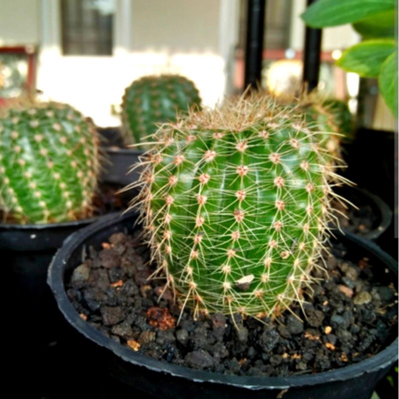 baby kaktus duri lunak Echinopsis