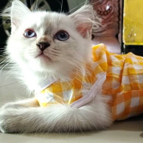 T&amp;Y Baju Hewan Peliharaan Motif Garis Kotak Lucu Untuk Kucing dan Anjing Termurah Size S-XL Kaos Singlet Tanpa Lengan Anabul Kitten Puppy Pakaian Musim Panas Murah Pet Clothes Tank Shirt Stripe Small