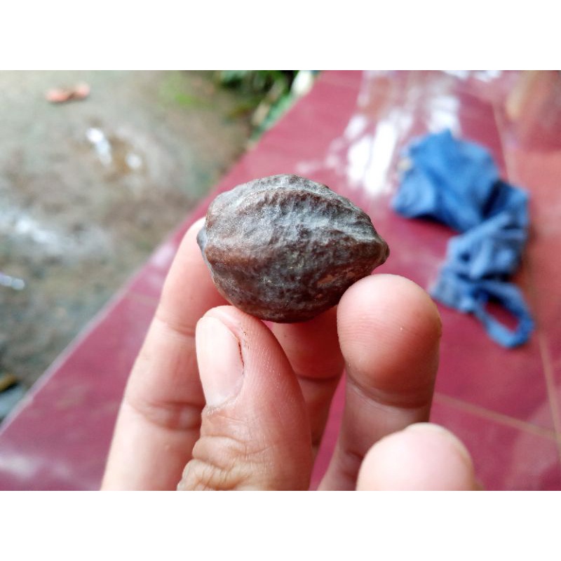 

kemiri adu