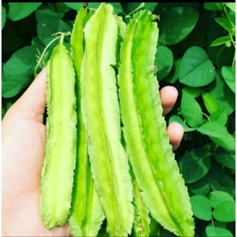 

Kecipir _ 200gr