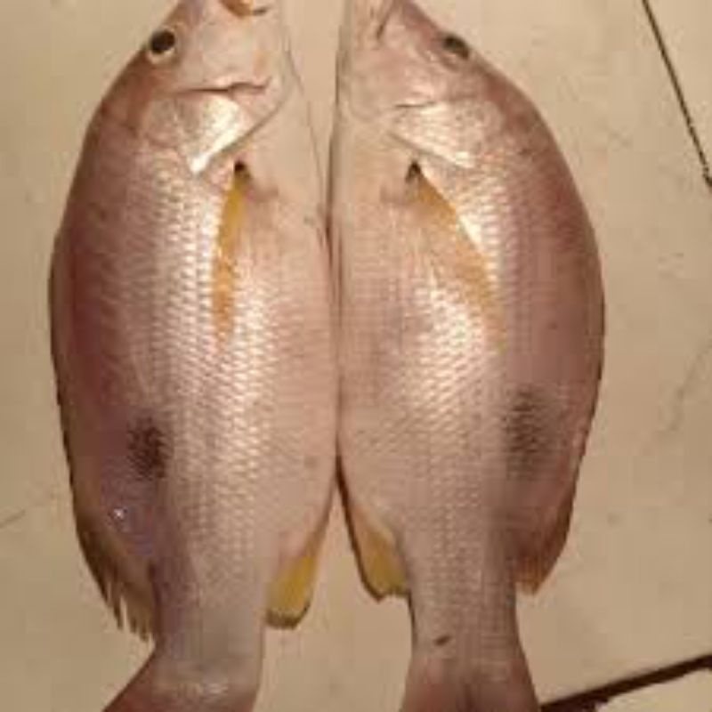 

Kakap Tanda Segar 1kg