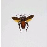 AWETAN SERANGGA ASLI INDONESIA