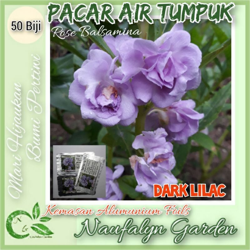 50 Benih Bibit Bunga Pacar Air Rose Balsamina Dark Lilac