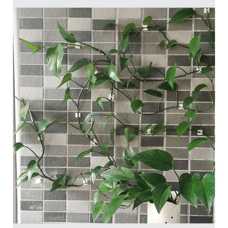 T&amp;Y Klip Kait Tanaman Merambat Isi 10 Pcs Plant Climbing Wall Penjempit Tanaman Klem Kabel Dengan Perekat 3M