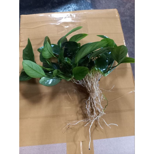 Anubias Nana indukan (bercabang)