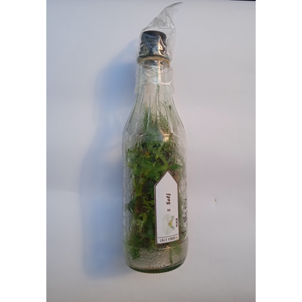 Bibit Anggrek Bulan/Phalaenopsis, kemasan Botol, warna Putih