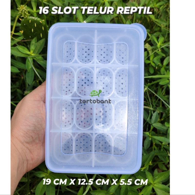 16 SLOT TEMPAT TELUR REPTIL - REPTILE EGG BOX - REPTIL EGG INCUBATION BOX - REPTILE EGG INCUBATION T