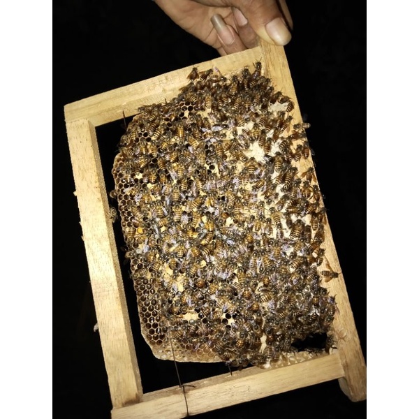 

Bibit Lebah Cerana (1) Sisir_Buat Pemula Harga Murah/KOLONI super