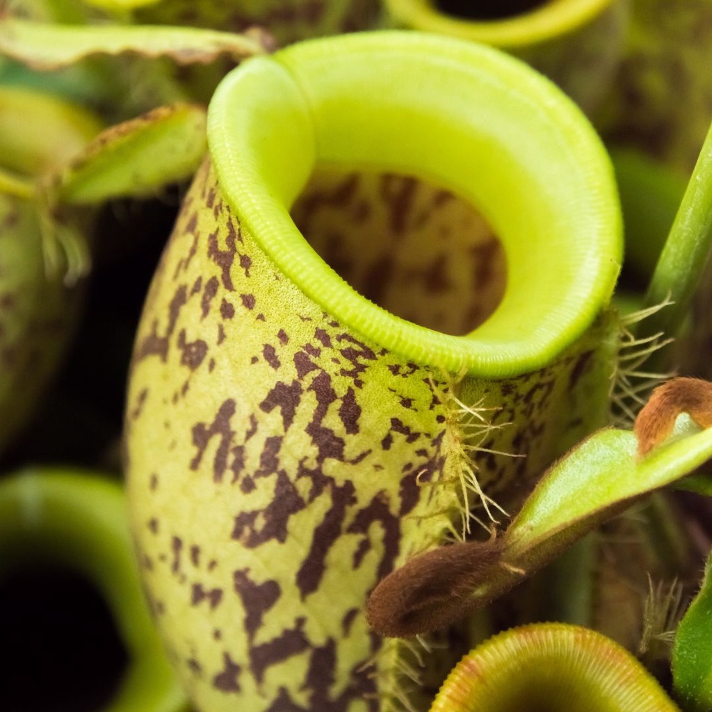 Tanaman Hias Nepenthes ampullaria Kantong Semar Bunga