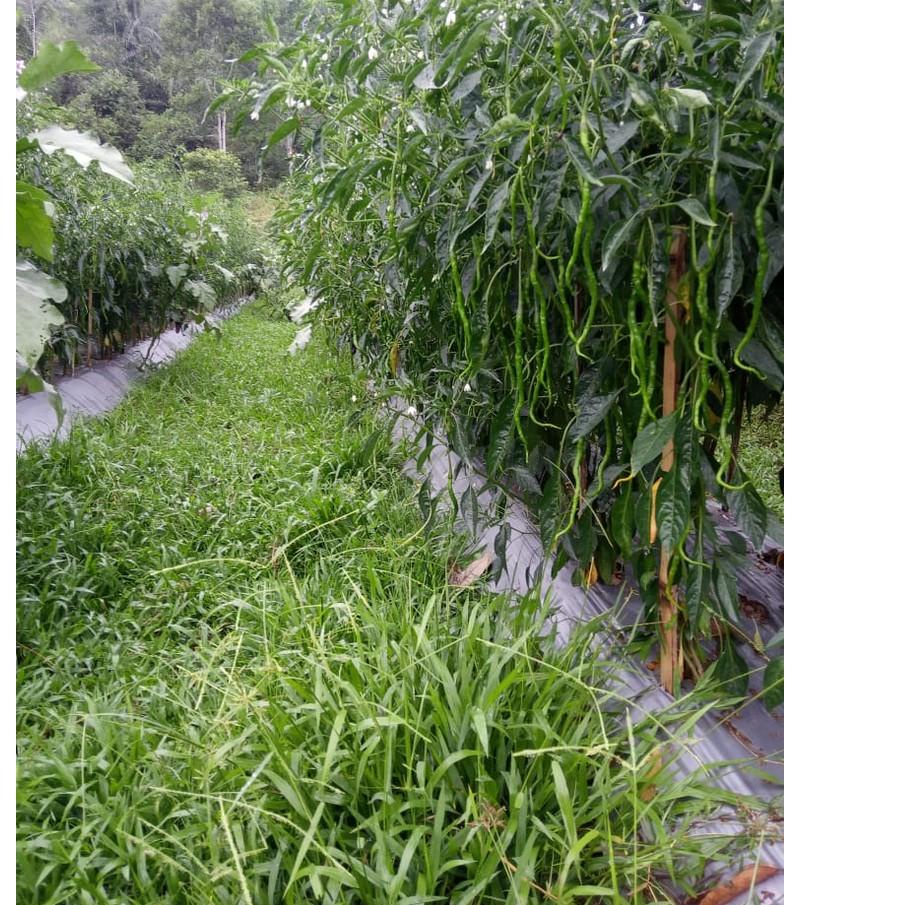 Cabe KOPAY 10 Gram - Benih Cabe Merah Keriting KOPAY - CMK KOPAY - Bibit Cabe KOPAY