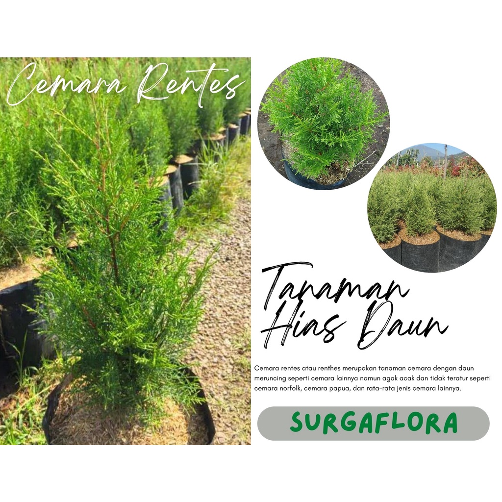 tanaman hias murah Cemara Rentes - pohon cemara hidup cemara rentes