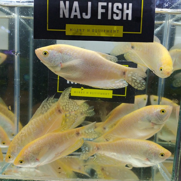 Ikan Sepat Albino Gold Cakep Penghias Aquarium Aquascape Gojek Only