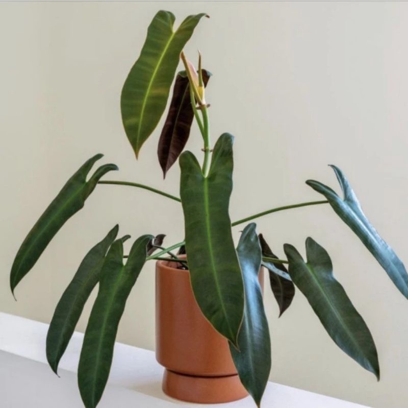 philodendron atabapoense