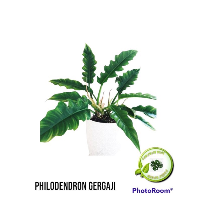 tanaman hias Philo gergaji - philodendron gergaji // Tanaman hias indoor outdoor Philo gergaji