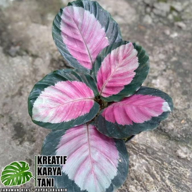Tanaman hias calathea pink rossy - Calathea Pink Rossy