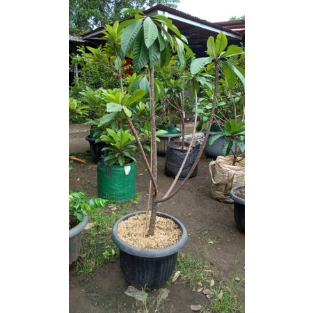 Mamey Sapote Jenis Magana