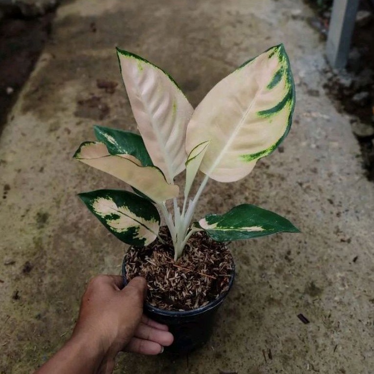 aglonema escada anakan asli