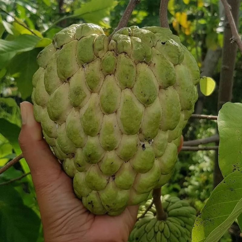 Pupuk Booster Organik Pelebat Buah Srikaya Dan Perangsang Agar Cepat Berbuah