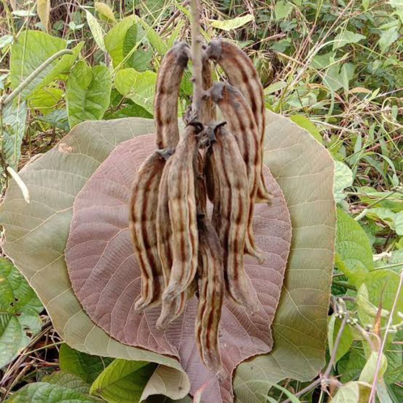 rawe obat gatal mujarab
