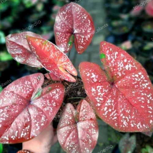 Caladium DOH / bunga caladium DOH /  Tanaman Hias Hidup/ Tanaman Hias Murah Meriah/ Tanaman Hias Hid