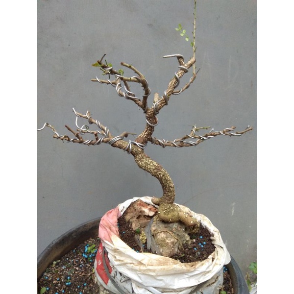 bahan bonsai kawista