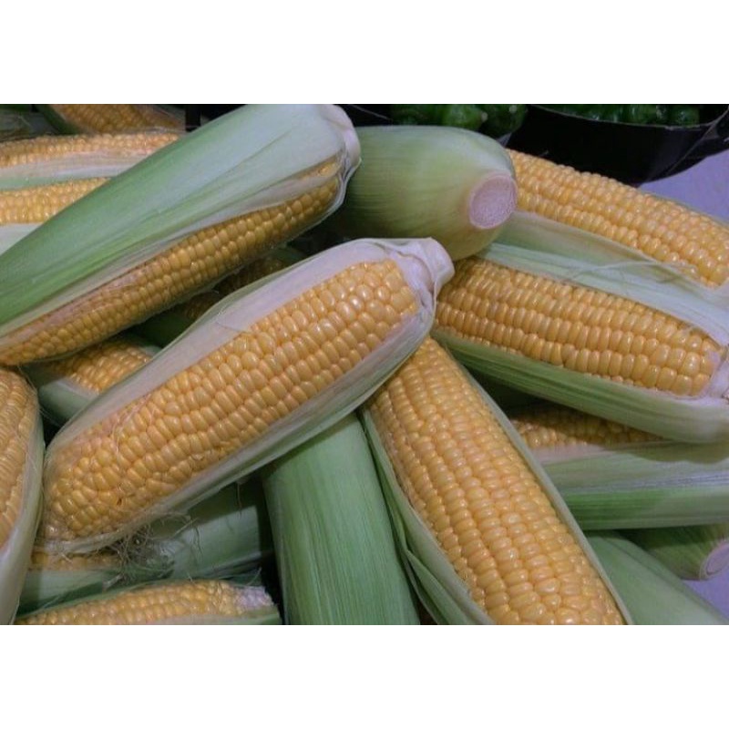 

Jagung manis fress 1 kg