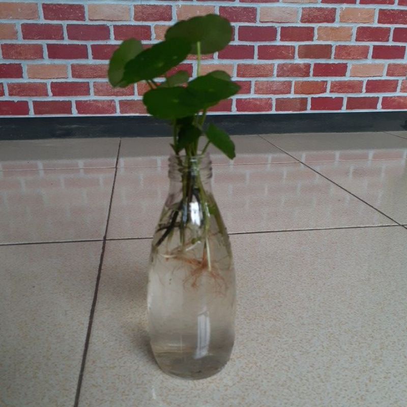 Tanaman hias/ pegagan air .sudah berikut botol kaca
