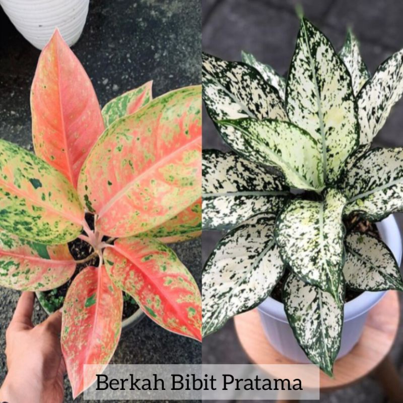 Aglonema Paket 2 jenis  Snow white dan Big roy || Tanaman Bunga aglonema