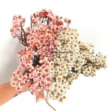 Dried Ixodia | Ixodia Kering | Mountain Daisy | Dried Daisy | Bunga Daisy Kering