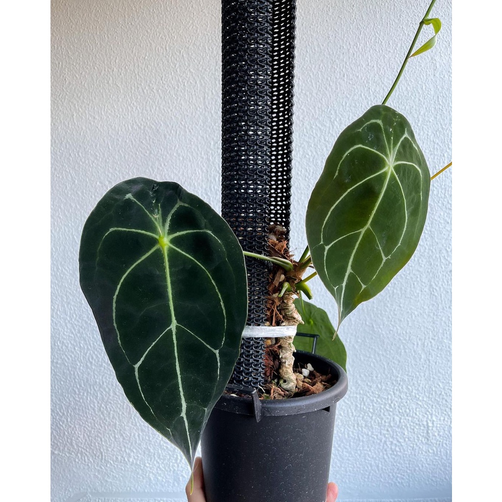 Anturium Forgetii / Anthurium forgeti porgeti poorgeti / kuping gajah buta dark form