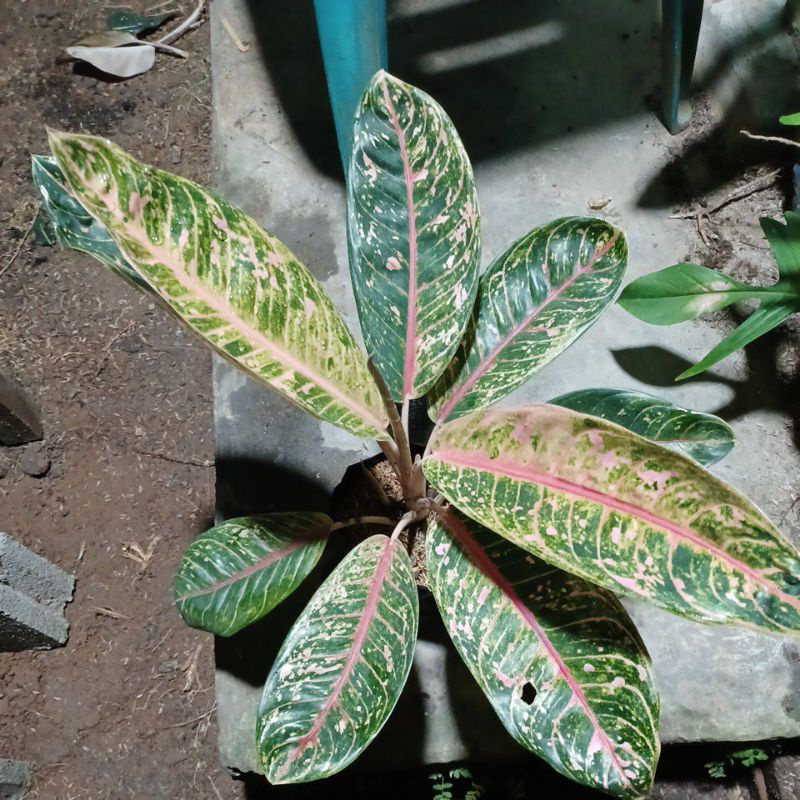 aglonema donacarmen mutasi