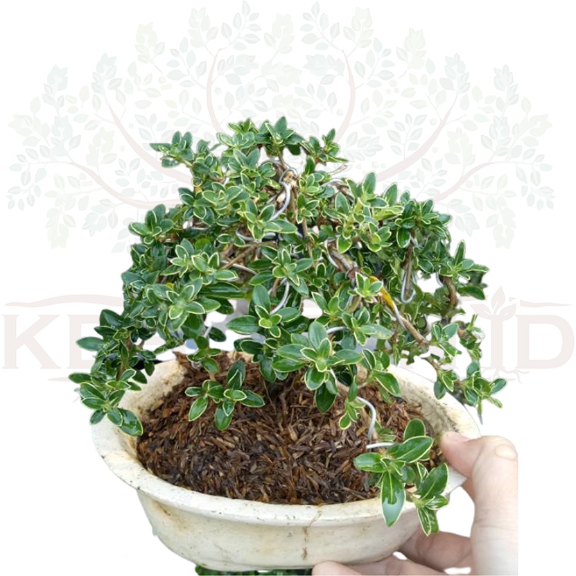 Tanaman Bonsai Hidup Mirten Variegatta Bonsai Sudah Jadi Siap Pajang