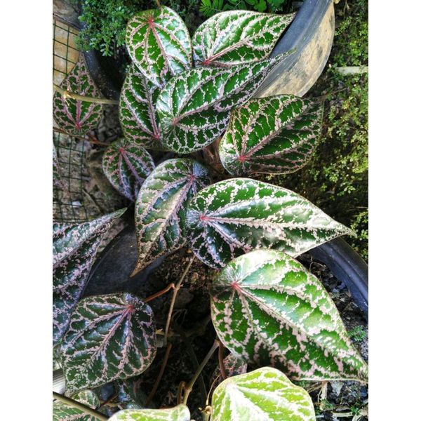 

Daun Sirih Merah Segar langsung petik dari kebun
