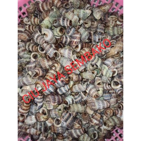 

[Seri][Y43K]㊛| KEONG NENEK BERSIH POTONG BUNTUT / KATANGLO BERSIH / CHAO LO / TUTUT / SIPUT SEDUT / KATANG LO super keren