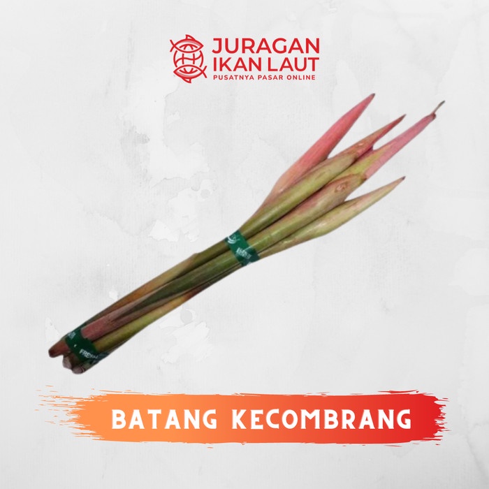 

Batang Bunga Kecombrang Berkualitas - 250 Gram